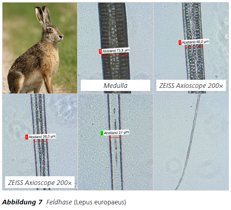 Abbildung 7 Feldhase (Lepus europaeus)